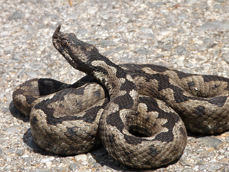 Vipera ammodytes del Monte Ossa (Grecia)